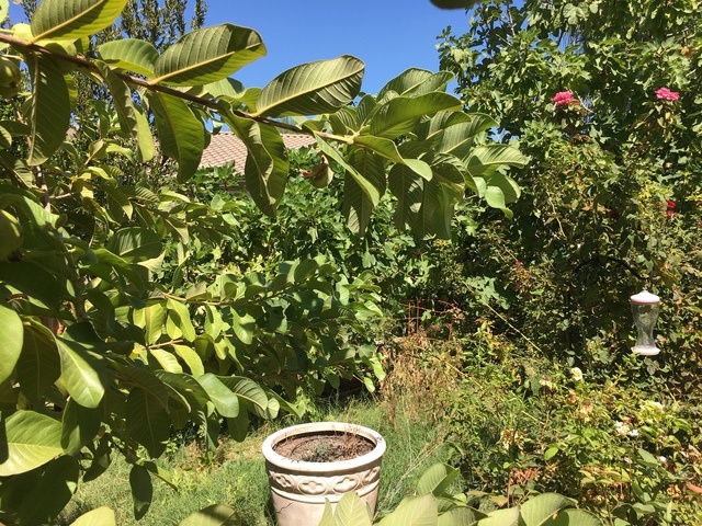 Gallery Image for KIRAN MANOR in CHANDLER, AZ