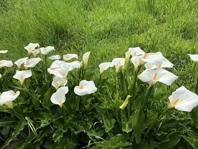 Gallery Image for GOLDEN LIVING GUEST HOME in OAKLAND, CA