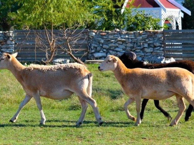 Gallery Image for Georgetown Living in Georgetown, TX