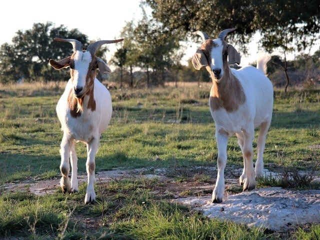 Gallery Image for Georgetown Living II in Georgetown, TX