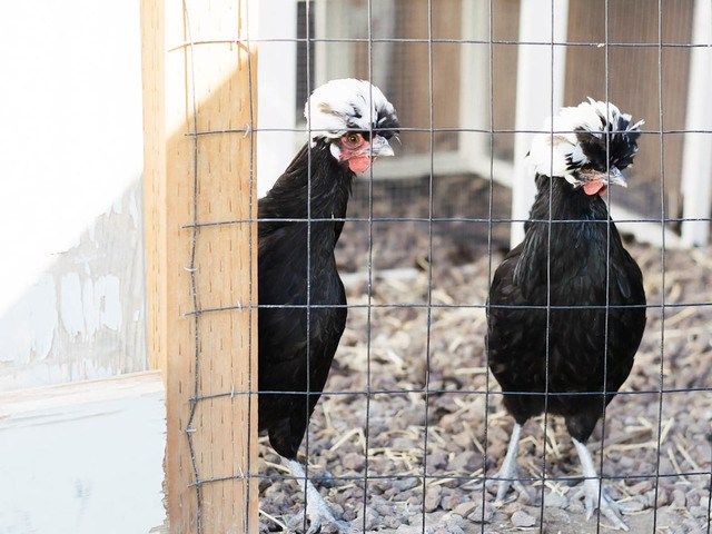 Gallery Image for FLEUR DE LIS III in KENNEWICK, WA