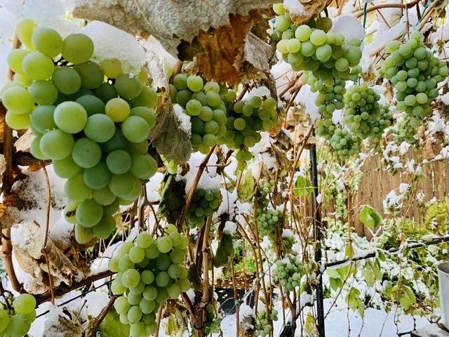 Gallery Image for Garden of Care in Spokane Valley, WA