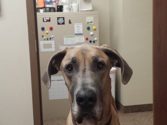 COMFORCARE SENIOR SERVICES