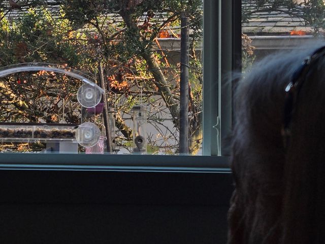 Evergreen Gentle Senior Care Adult Family Home in Woodinville, WA