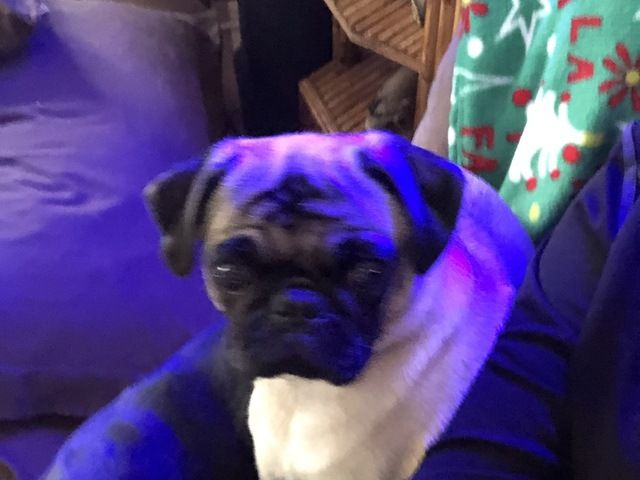 Wild Iris Comfort Care