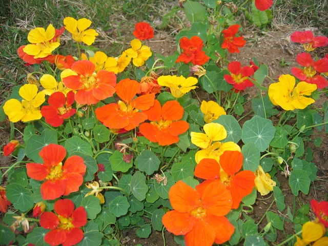 CANA PLACE 2 Residential Care Elderly in Granite Bay, CA