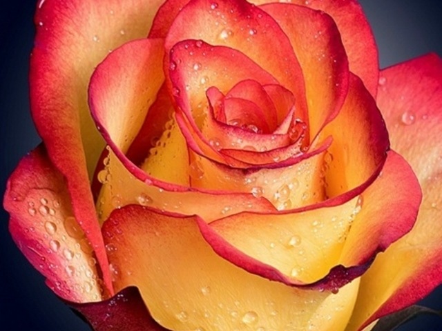 MOFFAT'S ROSE HOME Adult Residential in Spring Valley, CA