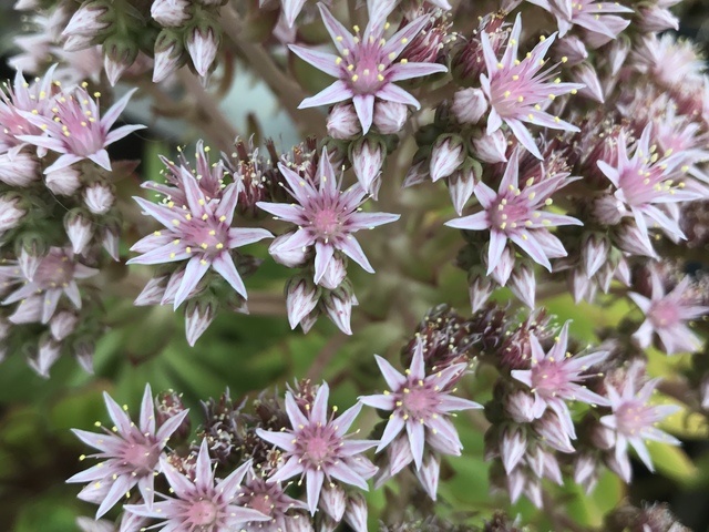 SOQUEL LEISURE VILLA, INC. Residential Care Elderly in Soquel, CA