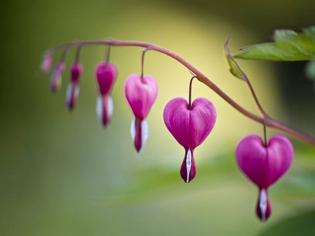 JUST FOR SENIORS LIVING CENTER II Assisted Living Residence - Medicaid Certified in Lakewood, CO