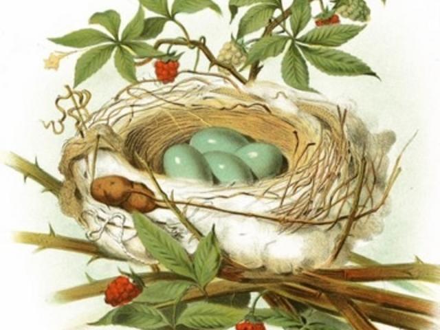 RESTING NEST Personal Care Home in Gainesville, GA