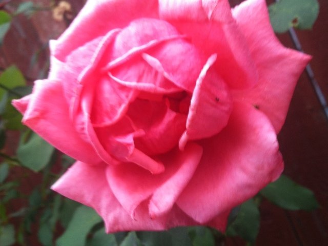 Mircea Chis Adult Foster Home - Class 2 in Portland, OR