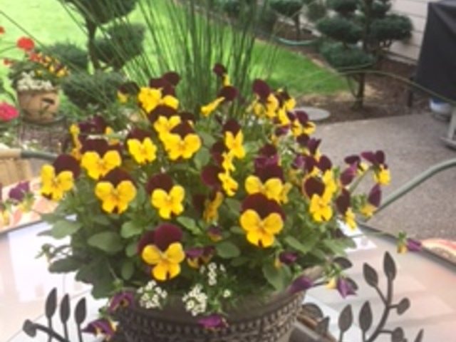 Simona Matia Adult Foster Home - Class 3 in Portland, OR