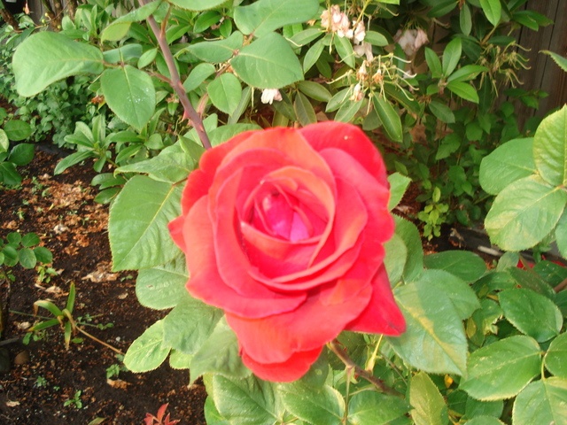 THE RENAISSANCE HOUSE AFH Adult Family Home in Kent, WA