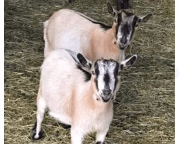 Dayspring Memory Care LLC Adult Family Home in Vancouver, WA